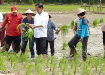 Serikat Petani Soroti Kebijakan Pemerintah yang Merugikan Petani Sepanjang 2024