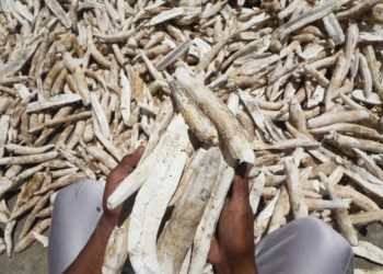 Perusahaan di Lampung Masih Langgar Harga Singkong yang Ditentukan, Pj Gubernur Dituding Tak Dihargai