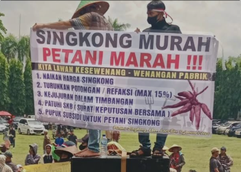 Dilema Petani Singkong di Lampung: Pabrik Tutup, Harga Anjlok, Singkong Terancam Busuk