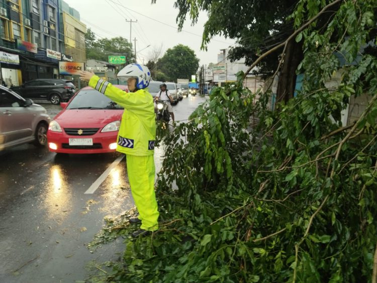 Hujan Deras dan Angin Kencang Terjang Bandar Lampung, Sejumlah Pohon Tumbang dan Atap Rumah Rusak