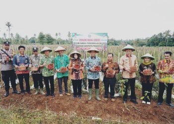 Panen Raya Cabai di Adiluwih, Bupati Pringsewu Ajak Petani Tingkatkan Produktivitas