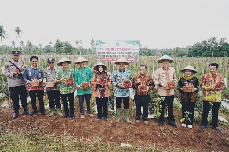 Panen Raya Cabai di Adiluwih, Bupati Pringsewu Ajak Petani Tingkatkan Produktivitas