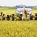Bupati Pringsewu Panen Raya Padi, Dukung Swasembada Pangan Nasional