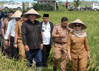 Panen Raya di Jabung: Bupati Ela Tegaskan Komitmen untuk Petani dan Ketahanan Pangan