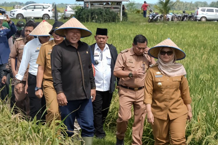 Panen Raya di Jabung: Bupati Ela Tegaskan Komitmen untuk Petani dan Ketahanan Pangan