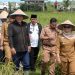 Panen Raya di Jabung: Bupati Ela Tegaskan Komitmen untuk Petani dan Ketahanan Pangan