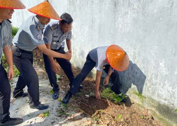 Lapas Kalianda Laksanakan Panen Ubi, Wujudkan Ketahanan Pangan dan Pemberdayaan Warga Binaan