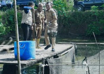 Panen Ikan Nila di Pringsewu, Bupati Dorong Inovasi dan Kualitas Produksi