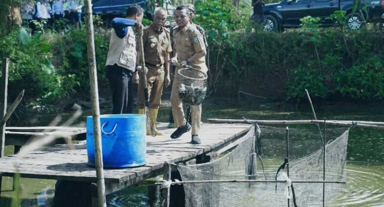 Panen Ikan Nila di Pringsewu, Bupati Dorong Inovasi dan Kualitas Produksi