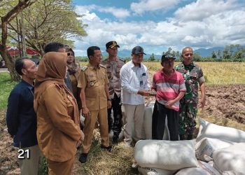 Bupati & Wakil Bupati Pringsewu Pimpin Panen Raya Padi Serentak, Dukung Swasembada Pangan