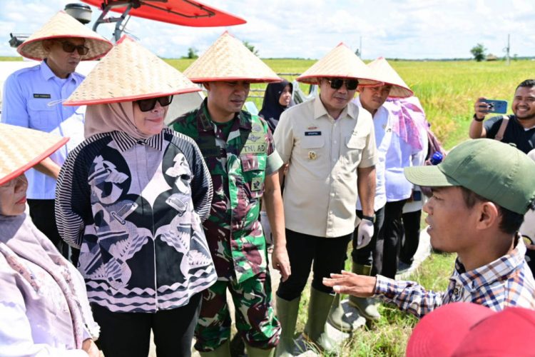 Lampung Selatan Bergabung dalam Panen Raya Serentak, Dukung Ketahanan Pangan Nasional