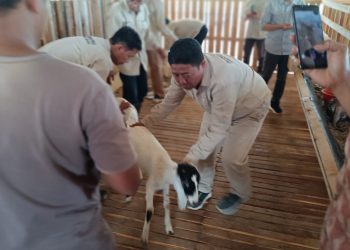 Dinas Perkebunan dan Peternakan Tanggamus Gelar Vaksinasi Rutin di Kandang Kambing Bintang Sembilan