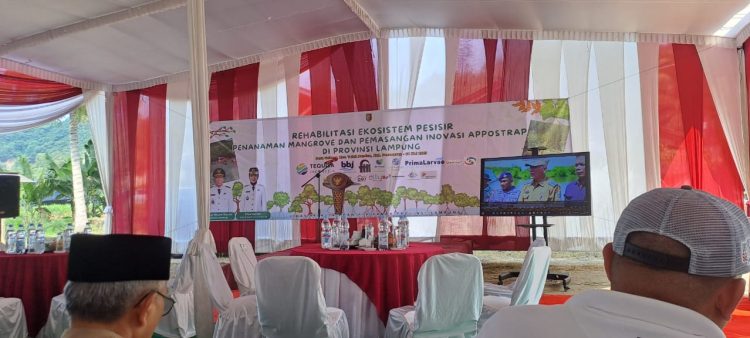 Gubernur Lampung Tanam 2.000 Mangrove, HNSI dan Praktisi Pendidikan Apresiasi Aksi Lingkungan