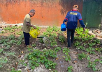 Warga Binaan Lapas Kalianda Tanam Mantang dan Kangkung, Dukung Ketahanan Pangan Nasional