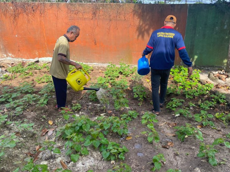 Warga Binaan Lapas Kalianda Tanam Mantang dan Kangkung, Dukung Ketahanan Pangan Nasional
