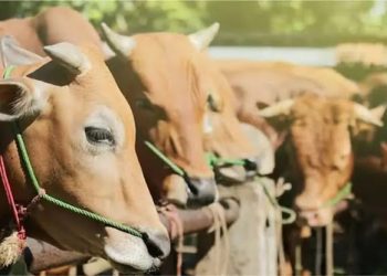 Sambut Iduladha, Pemkab Tanggamus Siapkan 56 Hewan Kurban — Termasuk Sapi Raksasa Bantuan Presiden