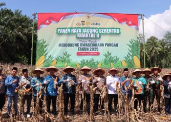 Panen Raya Jagung dan Groundbreaking Gudang, Tanggamus Perkuat Komitmen Swasembada Pangan