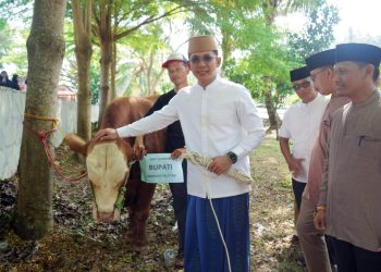 Sapi Presiden Hadir di Tanah Luhur, Bupati Egi: Negara Tak Pernah Jauh dari Rakyatnya