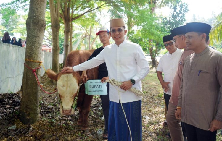 Sapi Presiden Hadir di Tanah Luhur, Bupati Egi: Negara Tak Pernah Jauh dari Rakyatnya