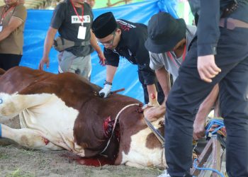 Serahkan Sapi Kurban Presiden, Parosil Mabsus Dorong Peternak Lokal Lampung Barat Lebih Berdaya