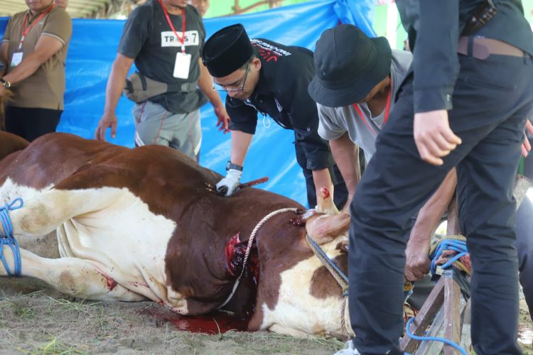 Serahkan Sapi Kurban Presiden, Parosil Mabsus Dorong Peternak Lokal Lampung Barat Lebih Berdaya