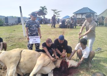 Lanal Lampung Rayakan Idul Adha dengan Penyembelihan 10 Hewan Qurban, Wujud Kepedulian dan Solidaritas