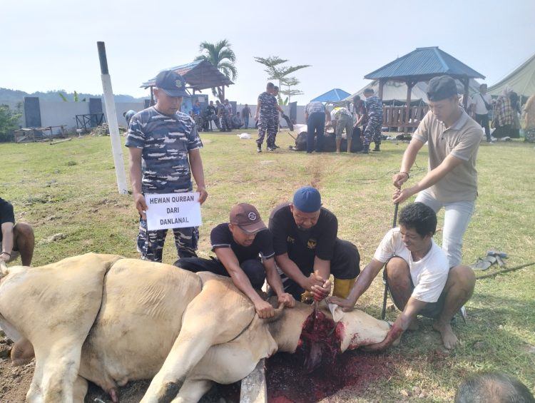 Lanal Lampung Rayakan Idul Adha dengan Penyembelihan 10 Hewan Qurban, Wujud Kepedulian dan Solidaritas