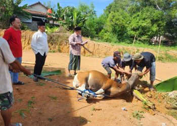 BPN Mesuji Gelar Kurban Idul Adha, Pererat Kebersamaan dan Tebar Kepedulian