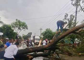 Cuaca Ekstrem, Pohon Tumbang Timpa Pengendara di Gadingrejo Pringsewu: Lalu Lintas Sempat Lumpuh Total