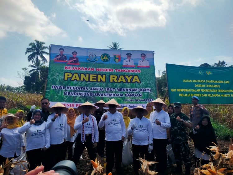 Tanggamus Panen Jagung Bareng Jaksa: Hasilnya Bukan Cuma Pangan, Tapi Juga Kepercayaan Publik