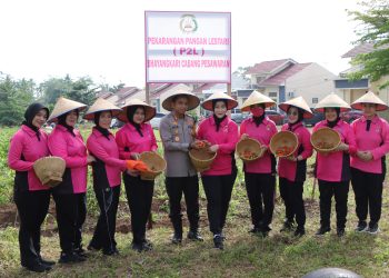 Kapolres Pesawaran Panen Cabai: Polri Tak Hanya Menjaga, Tapi Juga Menanam untuk Negeri