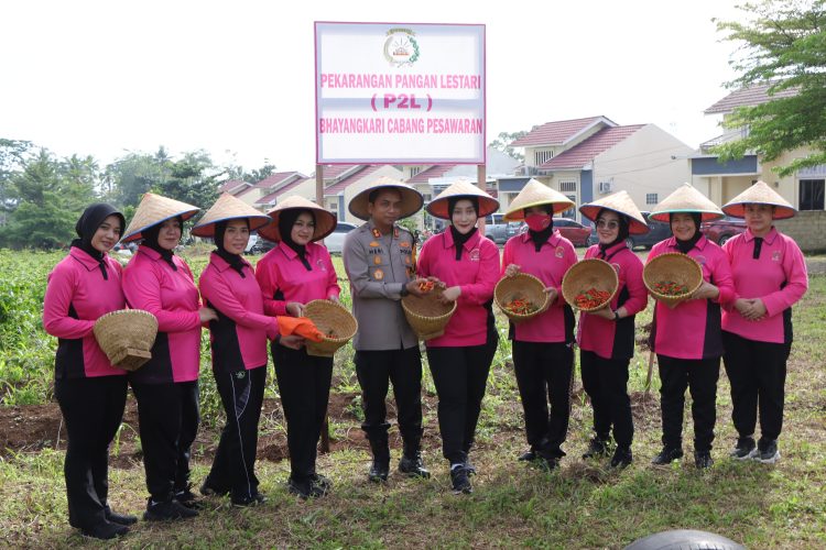 Kapolres Pesawaran Panen Cabai: Polri Tak Hanya Menjaga, Tapi Juga Menanam untuk Negeri
