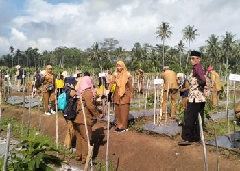 Tanggamus Gencarkan GERTAK MATA BABE: Gerakan Tanam Cabai Demi Rakyat dan Ekonomi