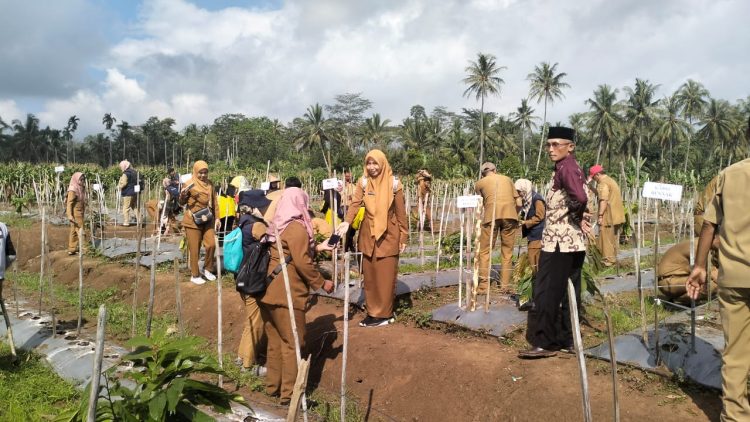 Tanggamus Gencarkan GERTAK MATA BABE: Gerakan Tanam Cabai Demi Rakyat dan Ekonomi