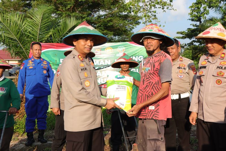 Tanam Jagung, Rawat Ketahanan Pangan: Polres Pesawaran Turun Langsung ke Sawah!