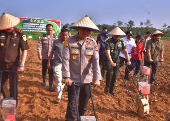 Polda Lampung Tanam Jagung Serentak: Sinergi Menuju Swasembada Pangan 2025