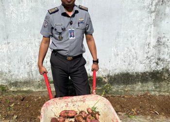 Hijaukan Harapan: Lapas Kalianda Giatkan Ketahanan Pangan Lewat Budidaya Tomat dan Terong