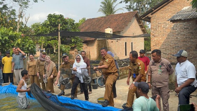 Tim TPID Kabupaten Tanggamus Tinjau Panen Ikan Lele Di Pekon Way Jaha Kecamatan Pugung