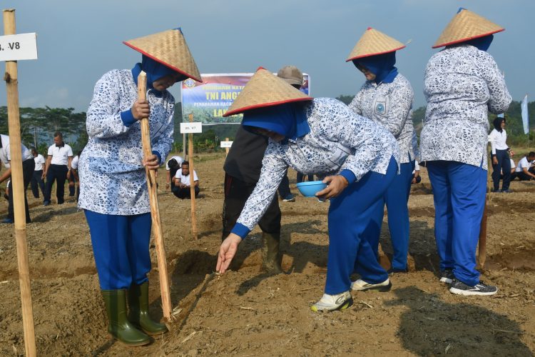 TNI AL Tanam Kedelai di Pesawaran, Wujud Nyata Dukung Ketahanan Pangan Nasional