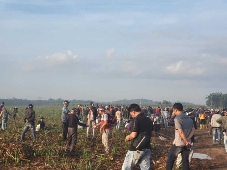 Di Hari Kemerdekaan, Warga Anak Tuha Tanami Lahan Sengketa PT BSA
