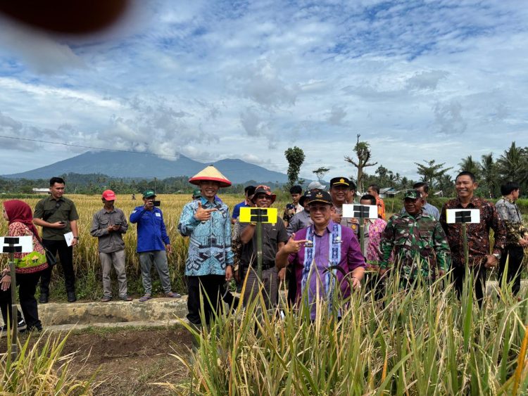 Wabup Tanggamus Agus Suranto Hadiri Panen Raya Padi Organik di Talang Padang