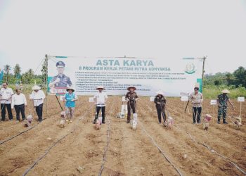 Pringsewu Targetkan Produksi Jagung Meningkat Signifikan Tahun 2025