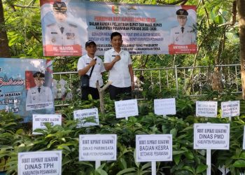 Pemkab Pesawaran Bagikan 700 Bibit Alpukat Aligator untuk Dorong Ketahanan Pangan dan Pemberdayaan Petani