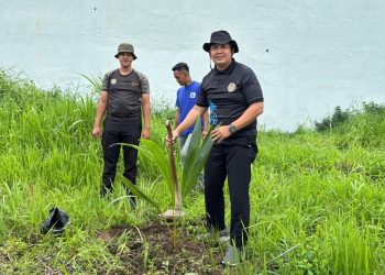 Dukung Program Menteri IMIPAS, Lapas Narkotika Bandar Lampung Manfaatkan Lahan untuk Tanam Pohon Kelapa Tingkatkan Ketahanan Pangan