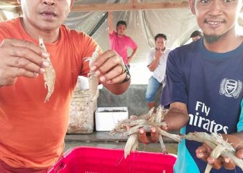 Kebangkitan Eks Petambak Dipasena: Dari Tantangan Menuju Panen Raya Udang
