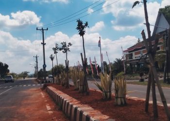 Median Jalan Pemkab Pringsewu Panas Membara Usai Pohon Ketapang Kencana Dibongkar, DPRD Angkat Suara