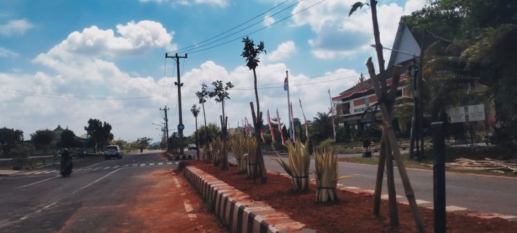 Median Jalan Pemkab Pringsewu Panas Membara Usai Pohon Ketapang Kencana Dibongkar, DPRD Angkat Suara