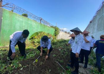 Panen Ubi Mantang Spektakuler di Lapas Kalianda, Bukti Nyata Program Ketahanan Pangan Nasional