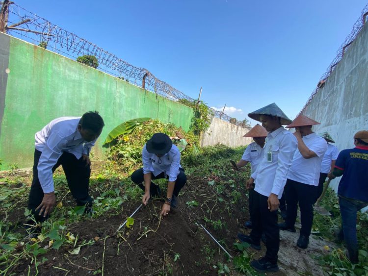 Panen Ubi Mantang Spektakuler di Lapas Kalianda, Bukti Nyata Program Ketahanan Pangan Nasional