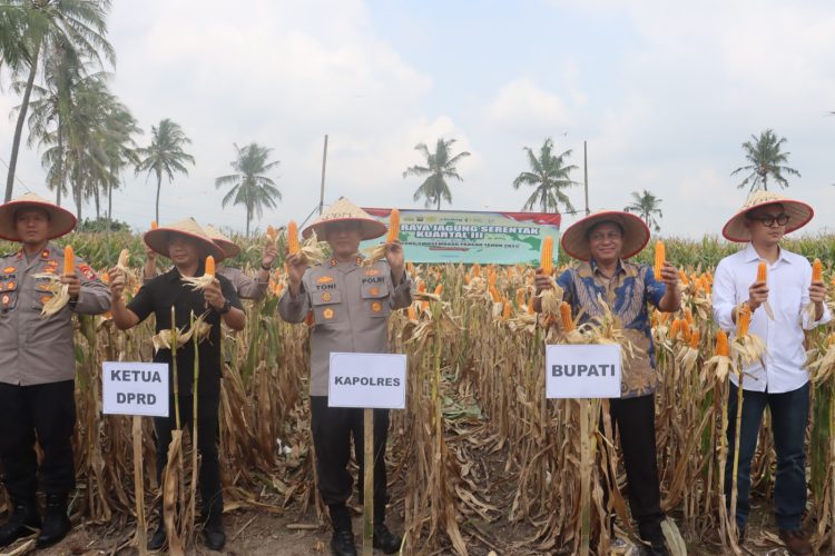 Polres Lampung Selatan Gelar Panen Raya Jagung, Kapolres Toni Kasmiri Turun Langsung ke Lapangan
